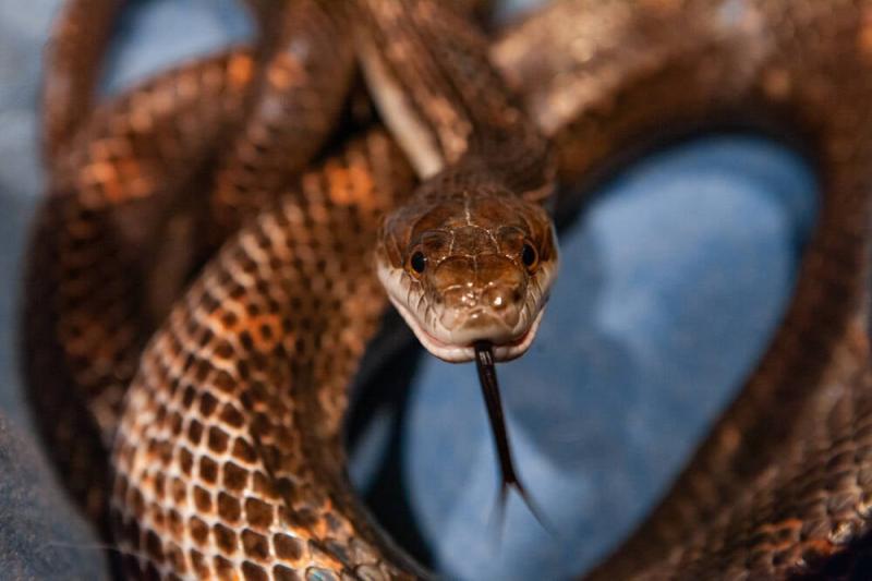 Python foundation slams pending EU cyber security rules